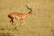 TANZANIA